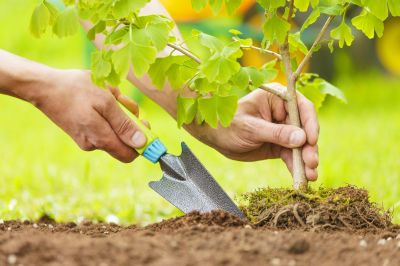 Pine Tree Planting in Ventura County, CA